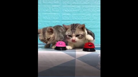 Lovely, Funny Cat Pressing Alarm Bell Video