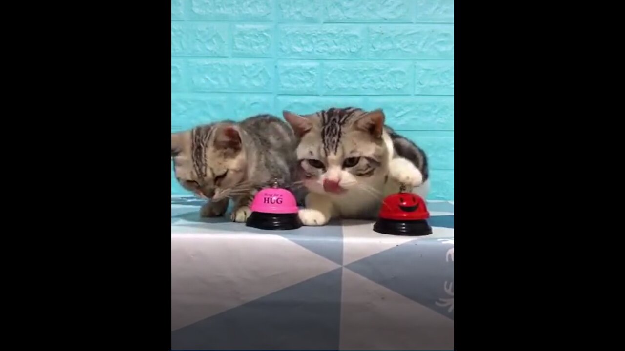 Lovely, Funny Cat Pressing Alarm Bell Video