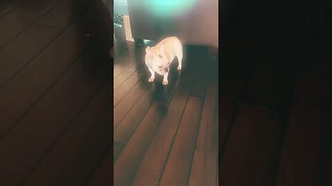 Pregnant dog #dogmomsofinstagram #pregnantdog #frenchiesociety #frenchies #dogmama #coffee