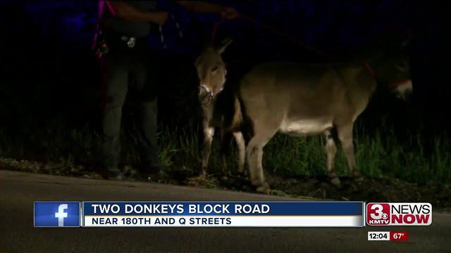 Donkeys block road near 180th and Q streets