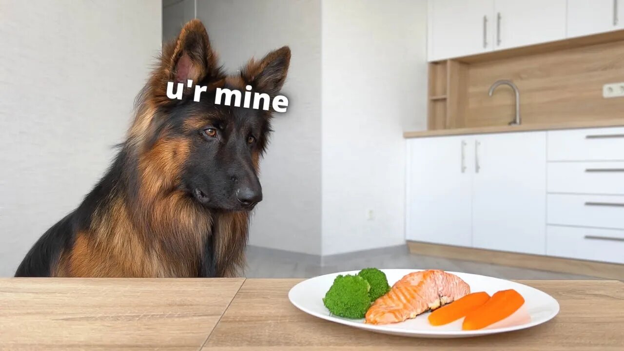 Leaving My Dogs Alone with a Tasty Salmon Steak