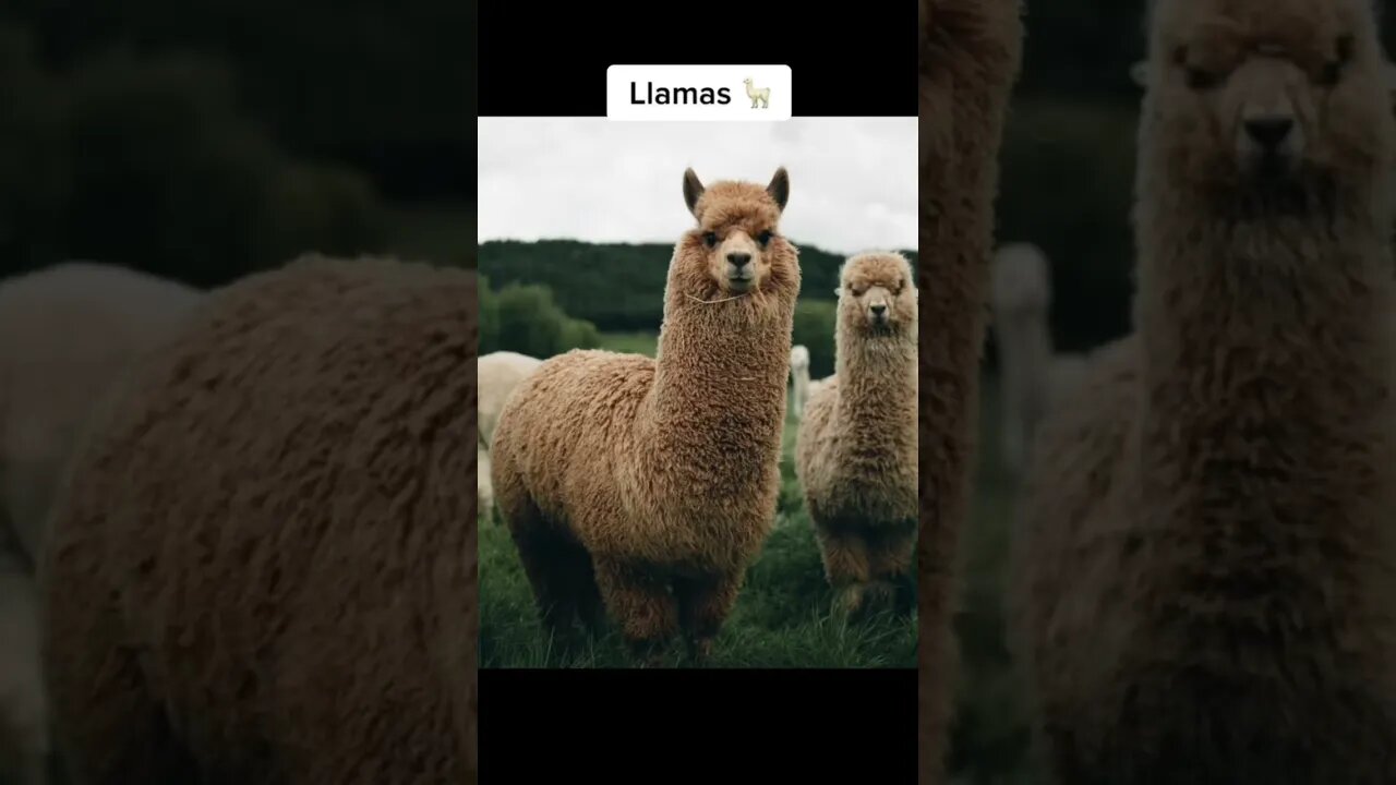 This is How Animals eyes look up close #shorts