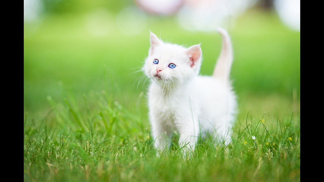 So cute cat