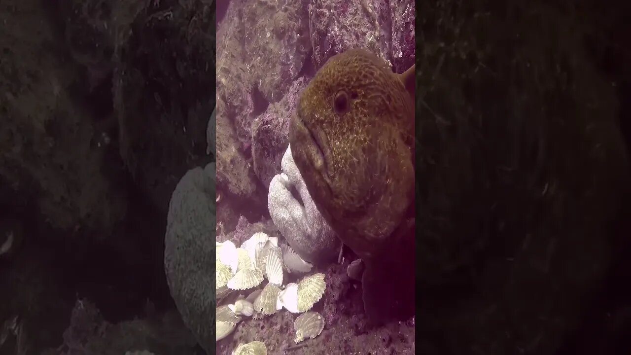 Wolf Eels Wow! #shorts