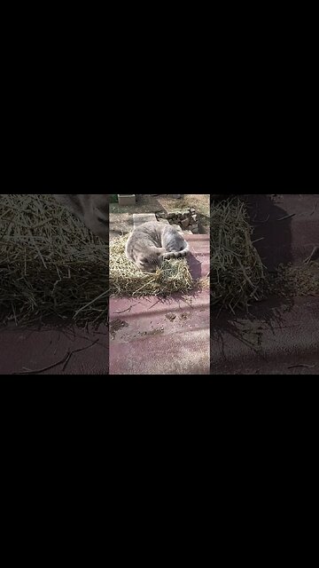Blue on the hay fast asleep #cat