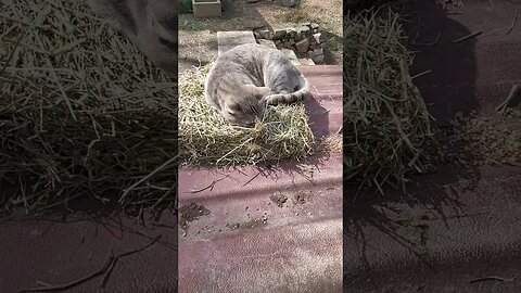 Blue on the hay fast asleep #cat