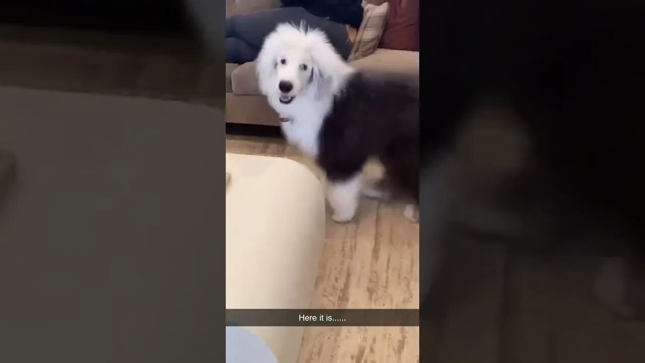 Here It Is tiktok sheepdogpaddy