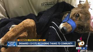 Ensnared coyote recovering thanks to community