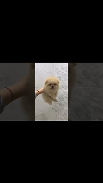 Beauty is just temporarily , # short