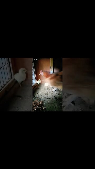 Forest and her two chicks