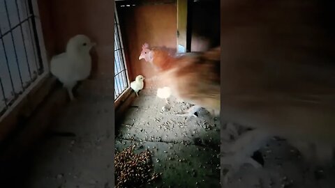 Forest and her two chicks