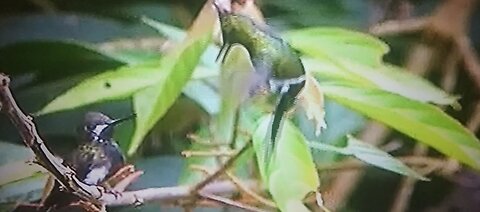 honey bird