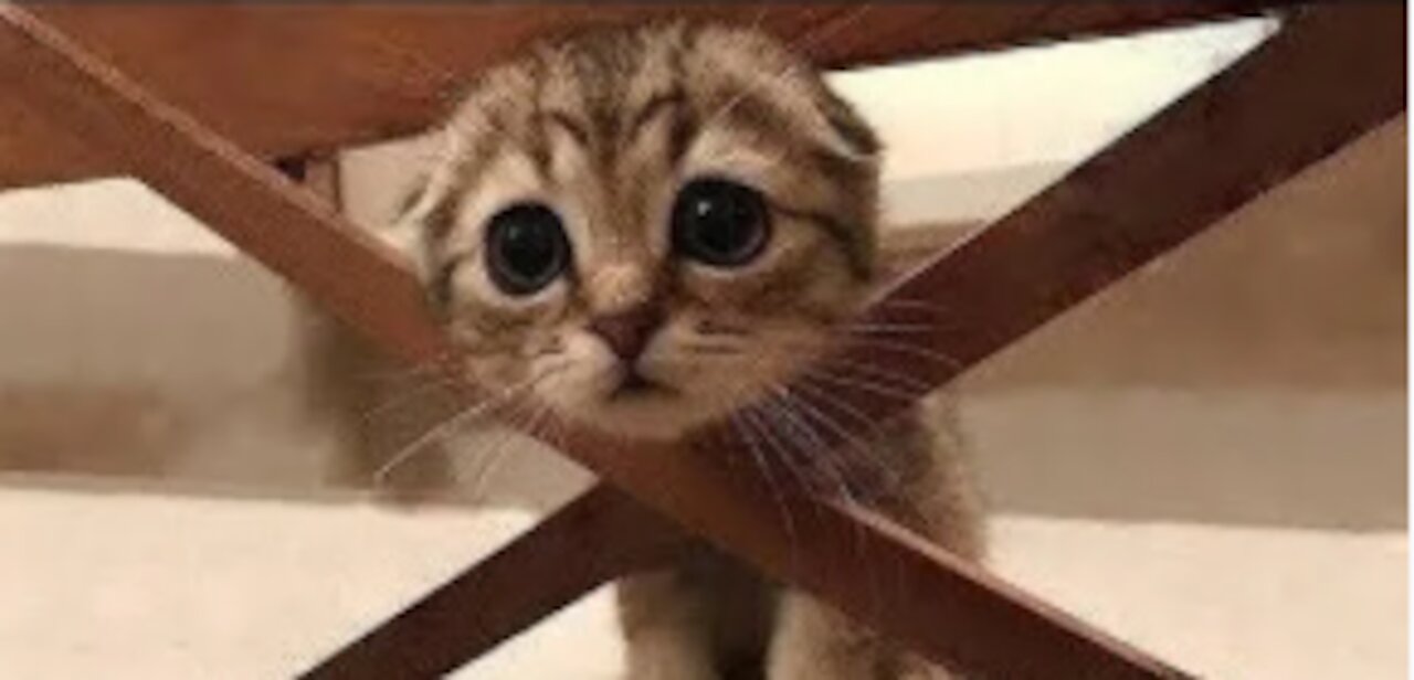 Cute And Funny Pets | Try Not To Laugh To These Pets Compilation 💗 Cutest Lands