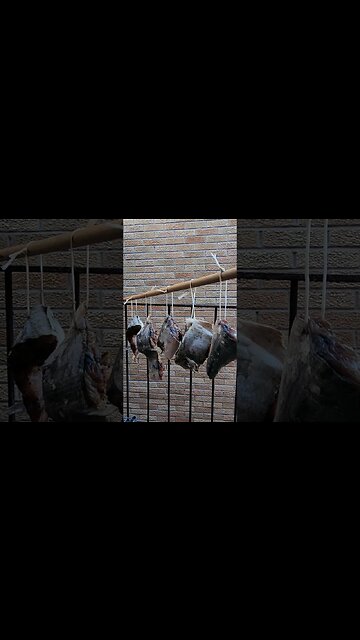 Salted Gator Blue fish💥🐟🐟