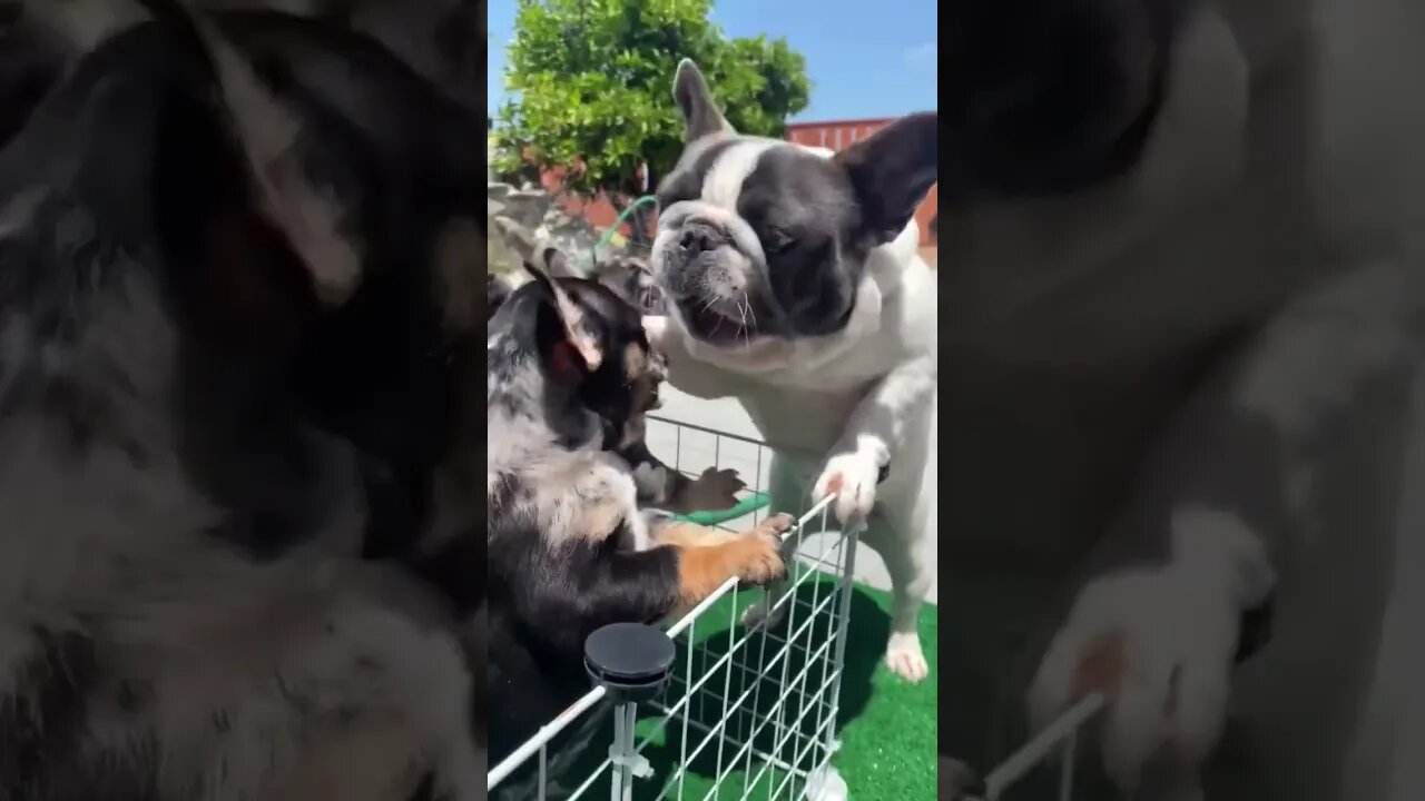 Cute dogs 🤣🤣#funnyanimals #dogs #shorts