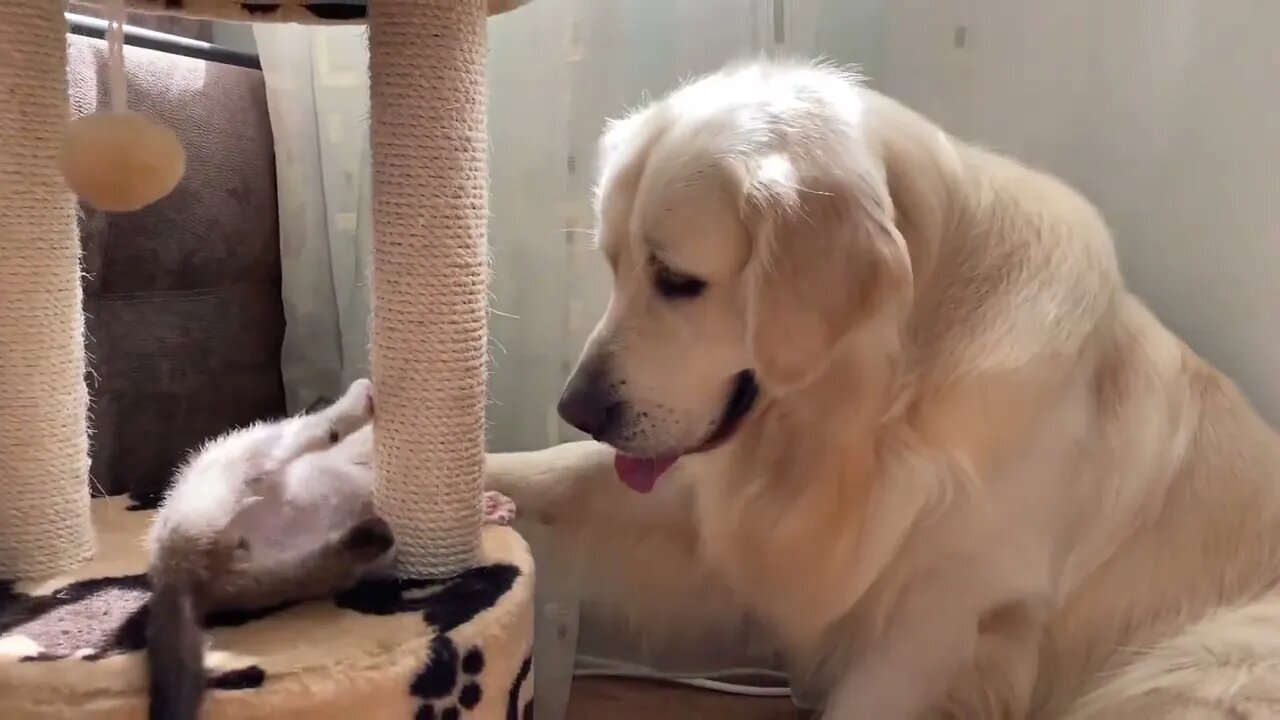 Golden Retriever and Kitten Play as Best Friends!