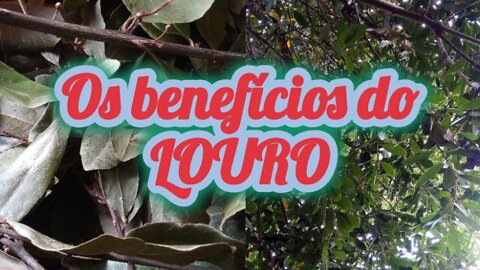 OS BENEFÍCIOS DA FOLHA DE LOURO PARA SUA SAÚDE