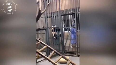 Funny baby pandas | Baby panda falling