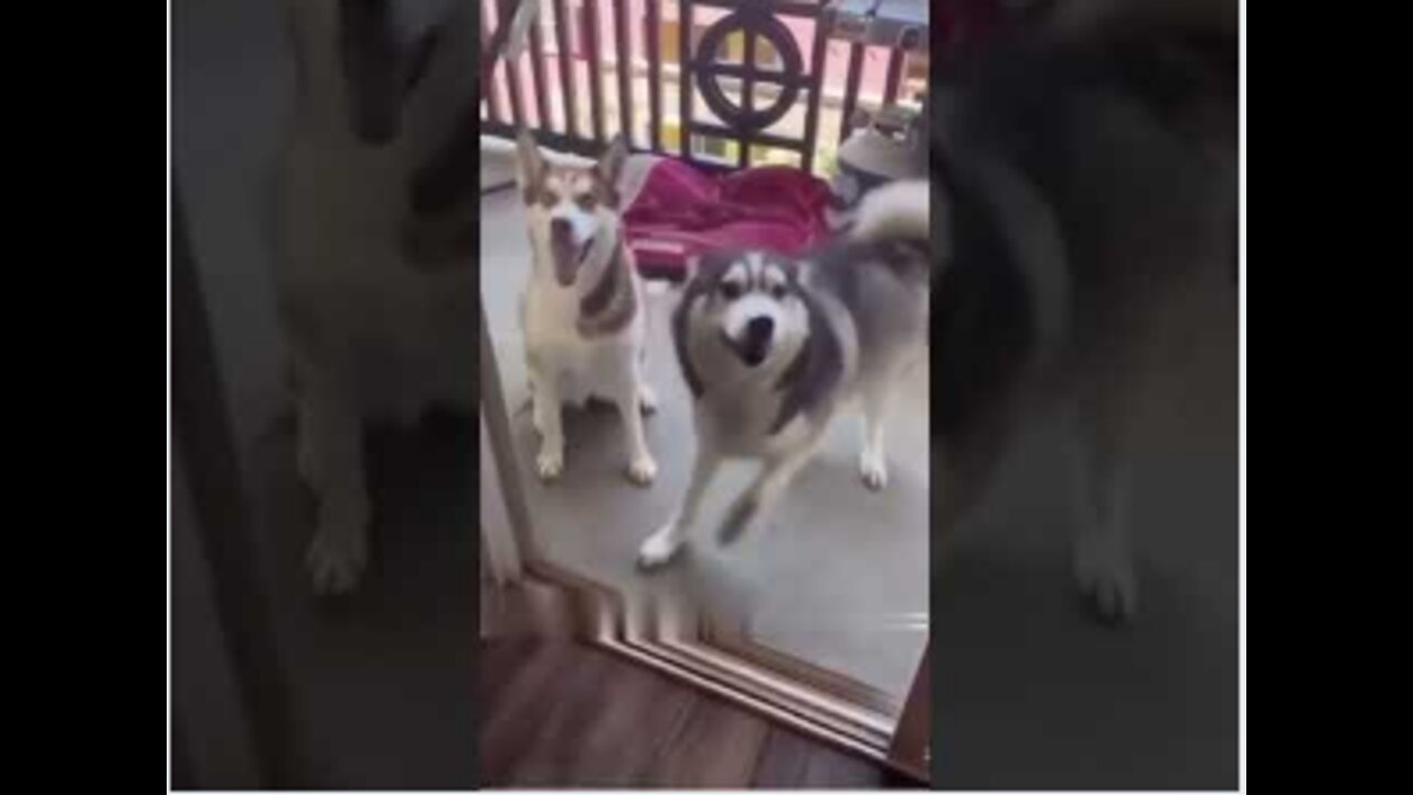 Funny cute dogs