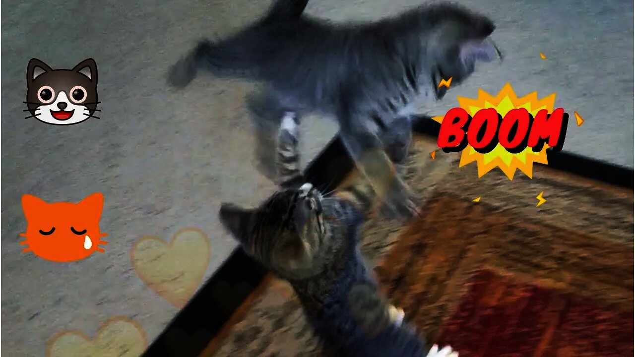 Thunderdome Grudge Match 1 😾😿😹 Funny Cats Widescreen