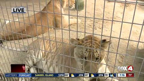 Octagon Wildlife Sanctuary rescues threatened, abused animals -- 7am live report