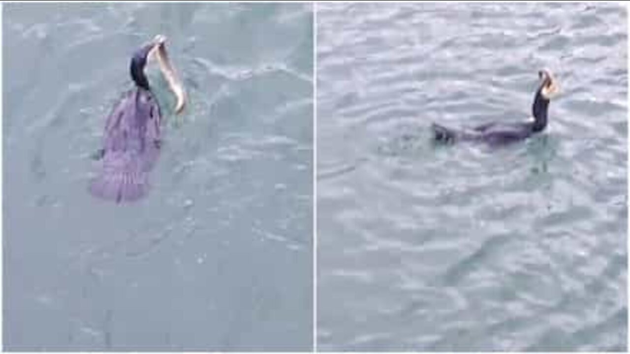 Cormorano ingoia un'anguilla intera