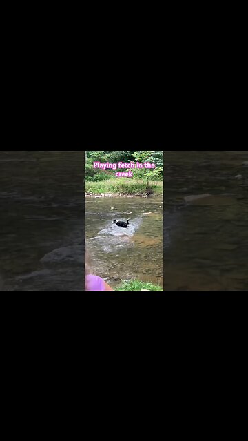 Playing fetch in the creek on this beautiful day in these Appalachian mountains