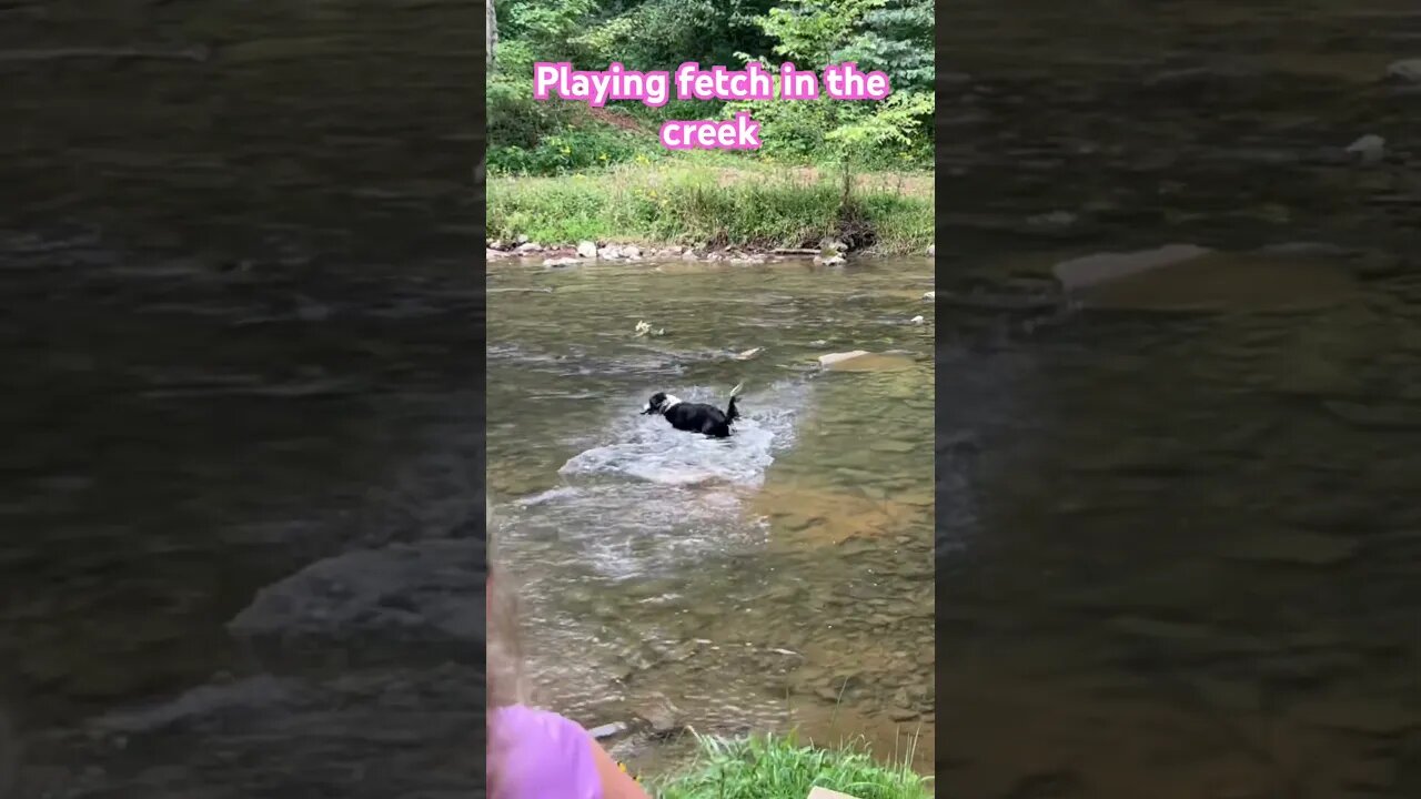 Playing fetch in the creek on this beautiful day in these Appalachian mountains