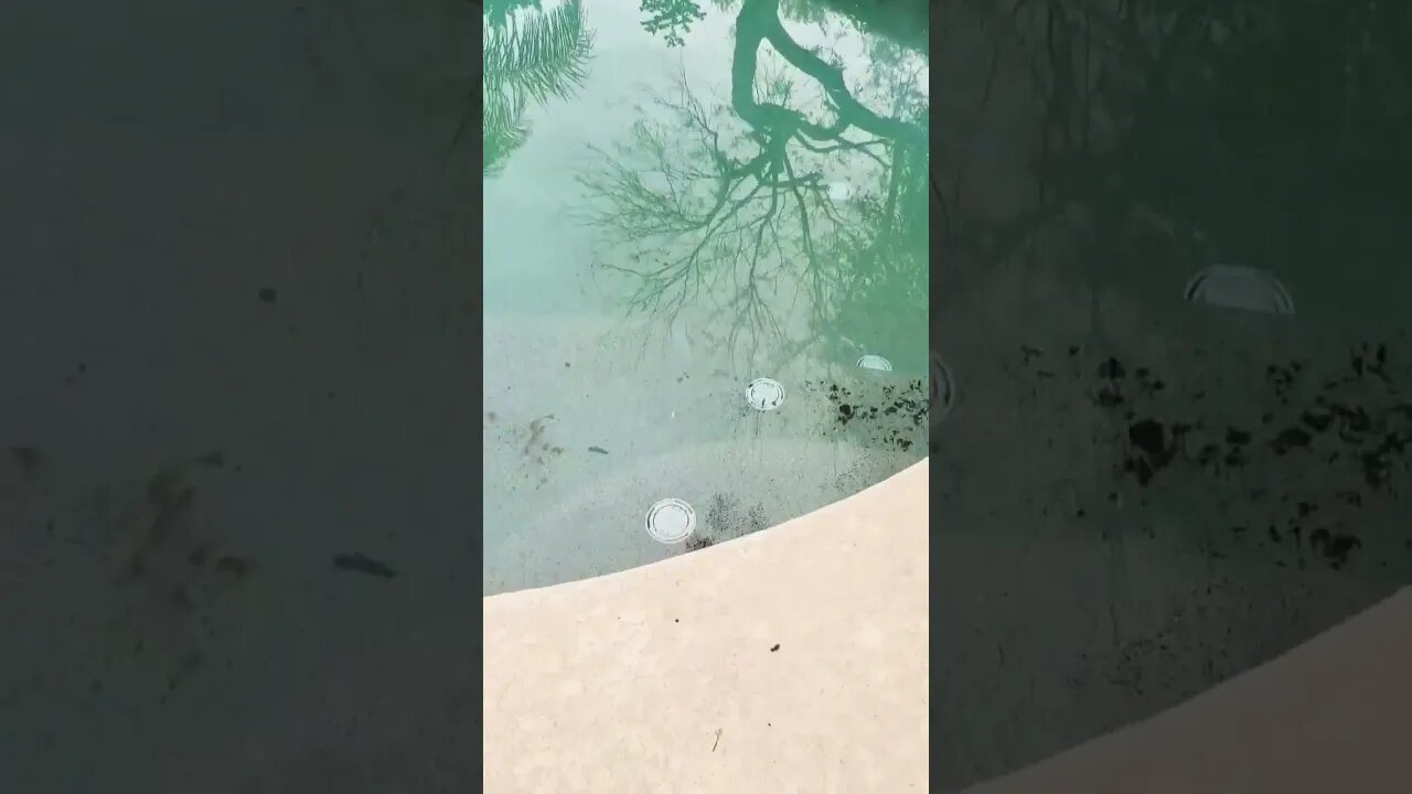 I thought having ducks in the pool was cool until I had to clean it