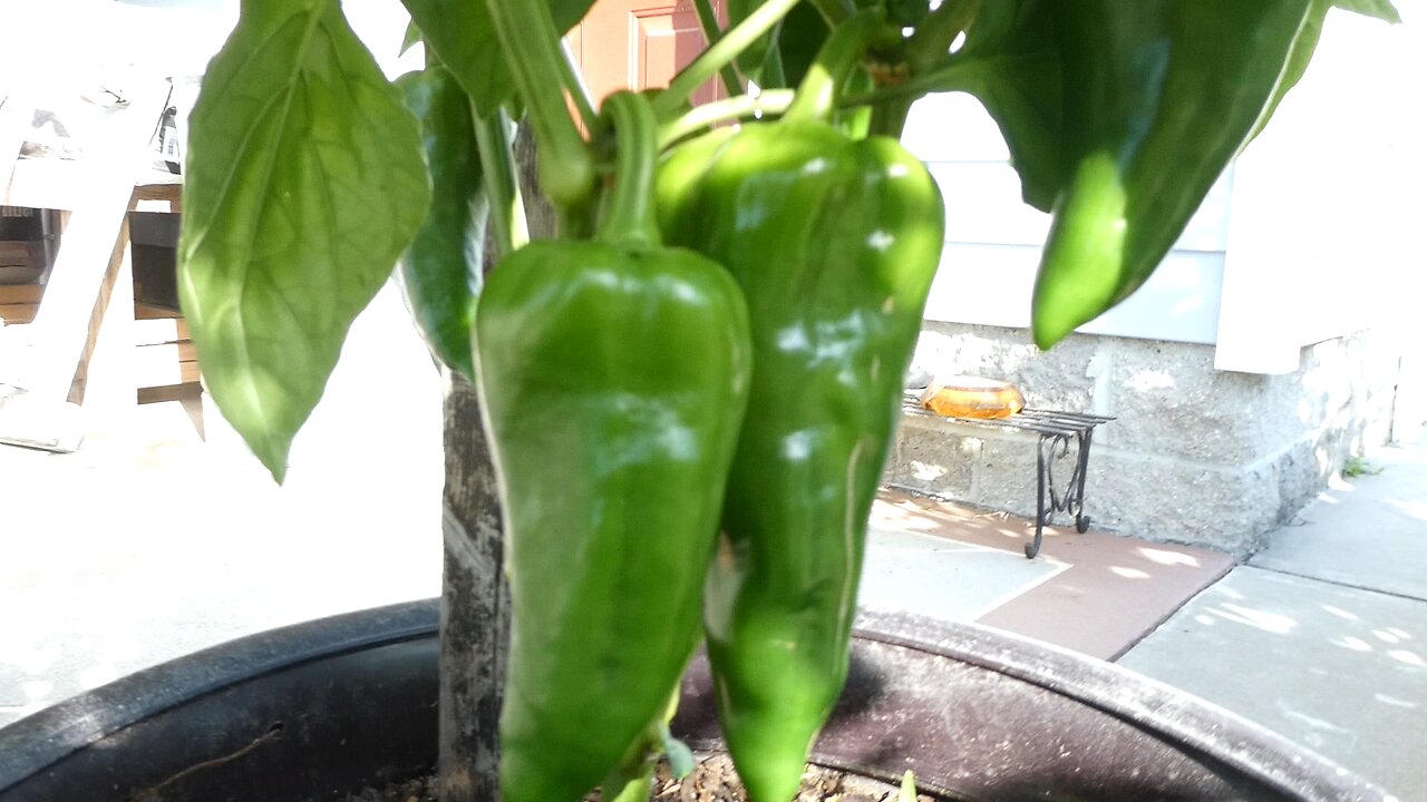 Tomatoes and Peppers June 2024