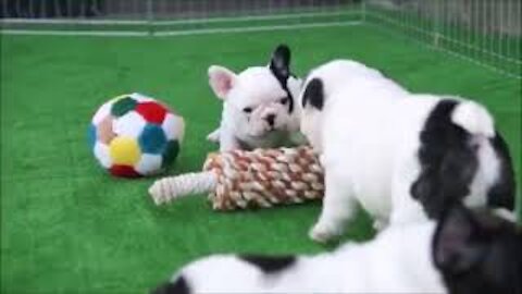 Try Not To Laugh Impossible God Level Clean.