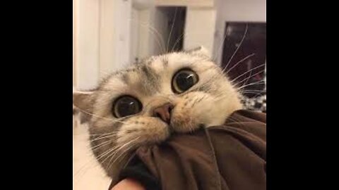 Funny And Cute Cat'S Life, Cats And Owners Are The Best Friends