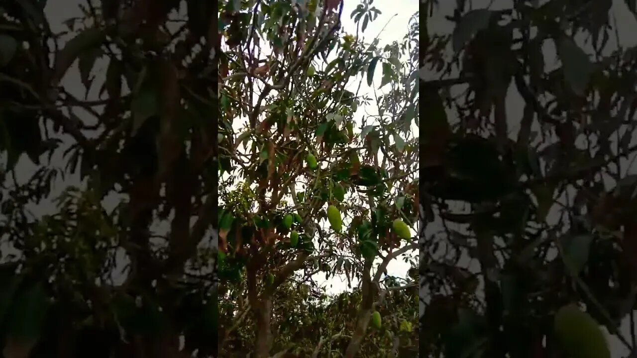 mango 🥭#asaadalitech #shortsyoutube