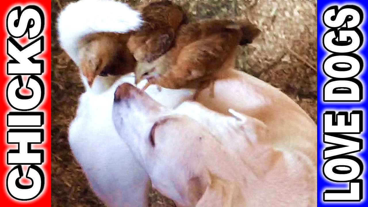 Baby Chicks Think Dog is Momma Hen. Max Cuteness!