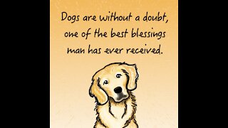 Dog Best Blessing [GMG Originals]