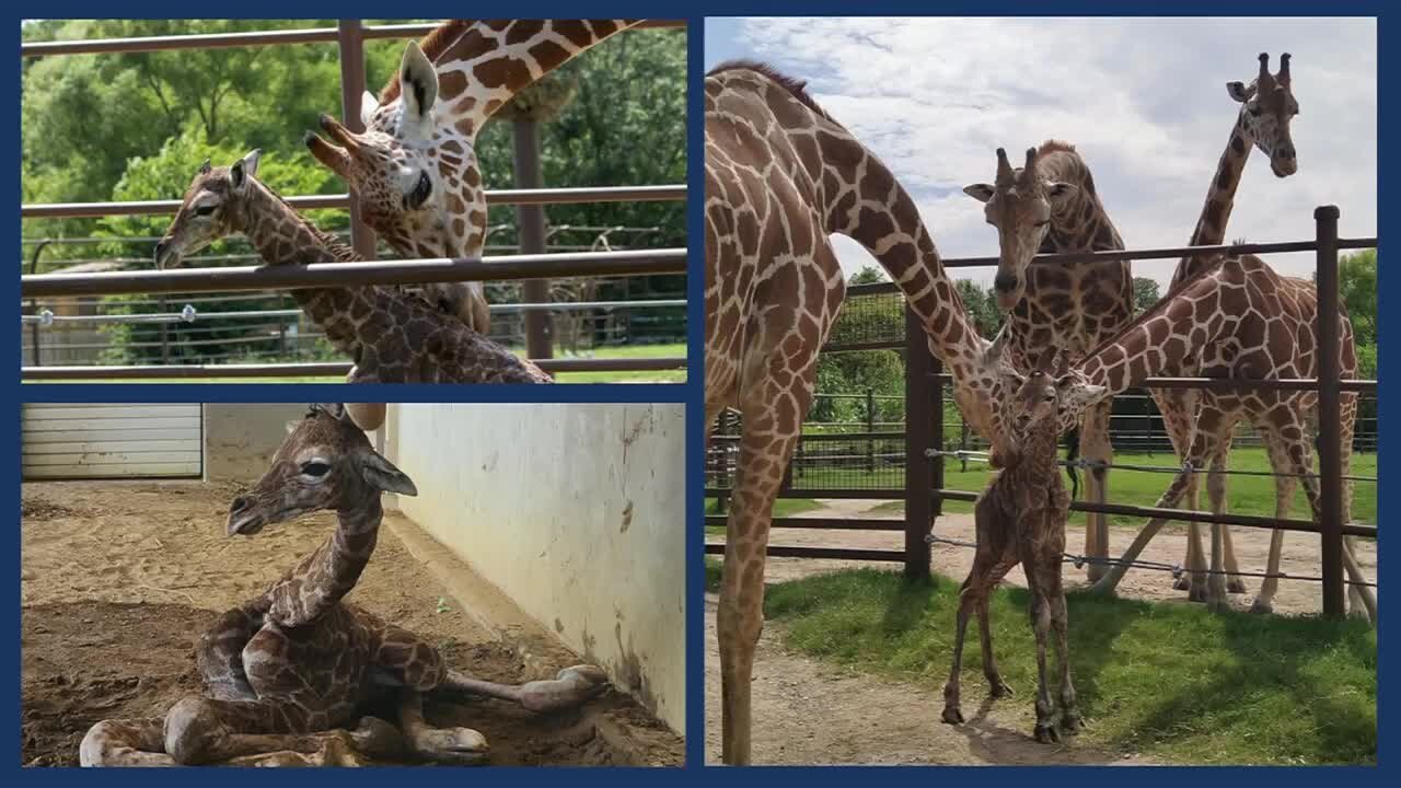 New Giraffe Born at Tulsa Zoo