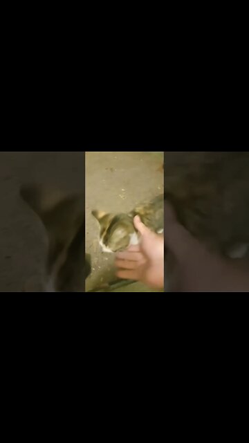 Mean Cat Is Living The Batchler Life Tonight, The Other Cats Are Prowling