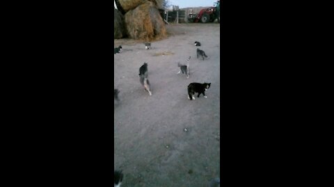 Farm cat feeding time.