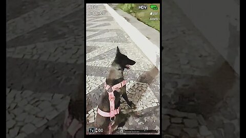 "OLÁ GALERA!! TREINO DE FARO COM ENCRENCA "