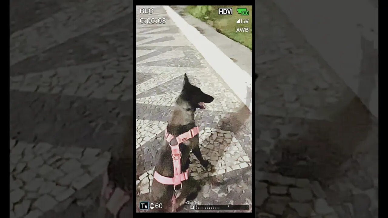 "OLÁ GALERA!! TREINO DE FARO COM ENCRENCA "