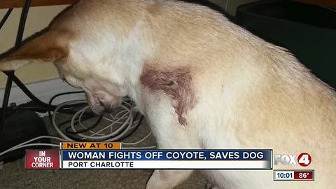 Woman fights off coyote and saves dog