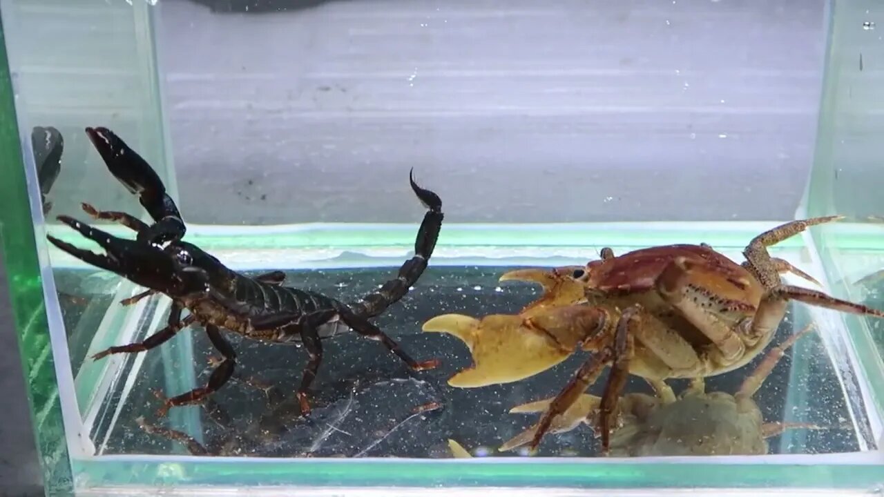 Crab vs Scorpion Underwater - Caranguejo vs Escorpião-6