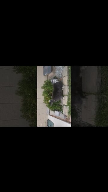 #baxseif ain't scared of no man...