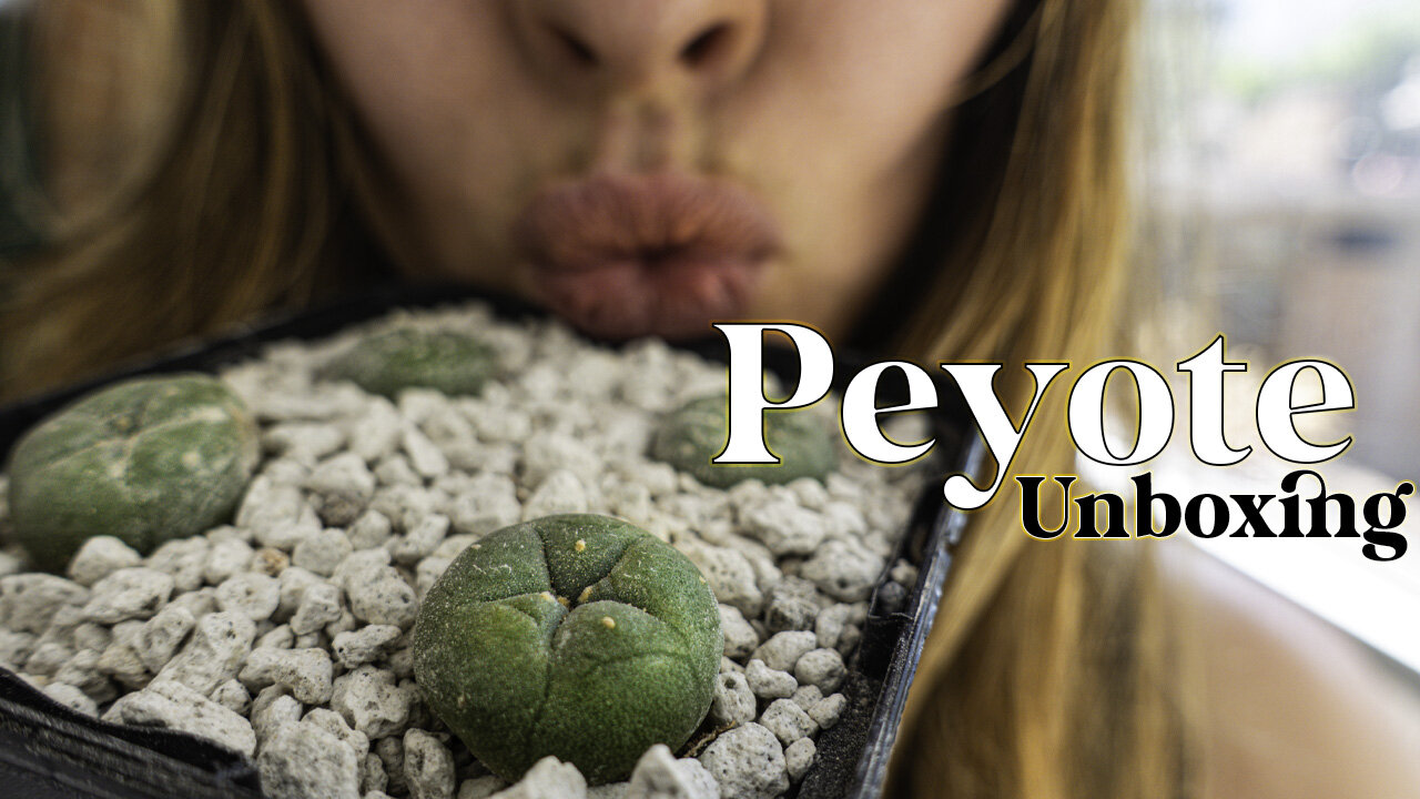 Peyote Unboxing, Planting, and How to Grow