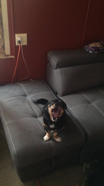 Dog howls along to his favorite song