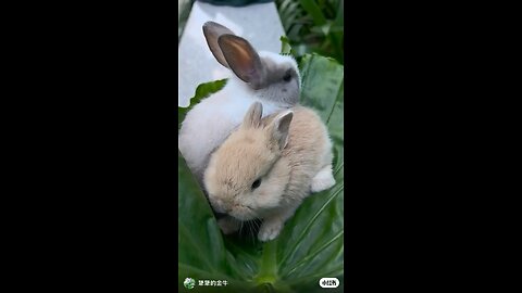 cute rabbit's