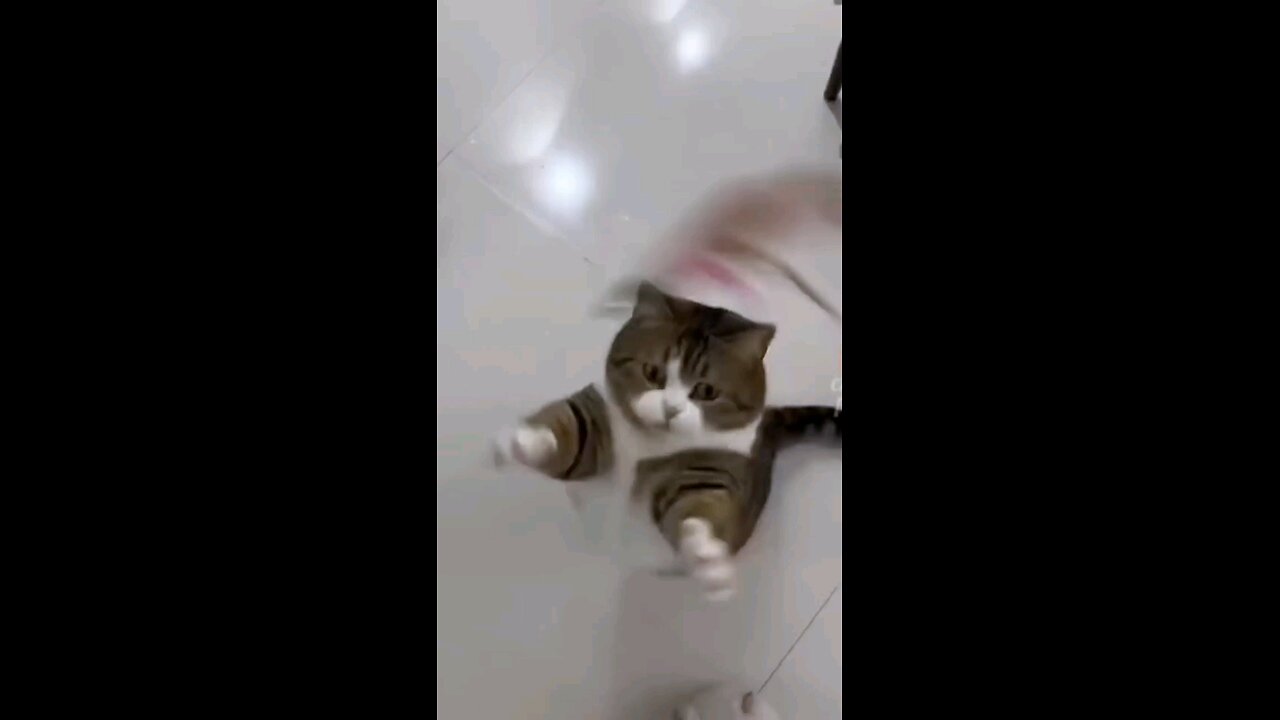 #cutecatfunyvideo