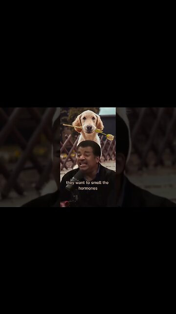 Dogs have an excellent sense of smell - Joe Rogan & Neil Degrasse Tyson