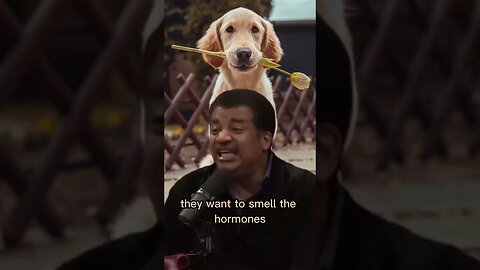 Dogs have an excellent sense of smell - Joe Rogan & Neil Degrasse Tyson