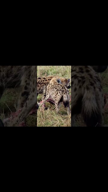 Hyenas Chew Bones Of A Gnu #shorts | #ShortsAfrica